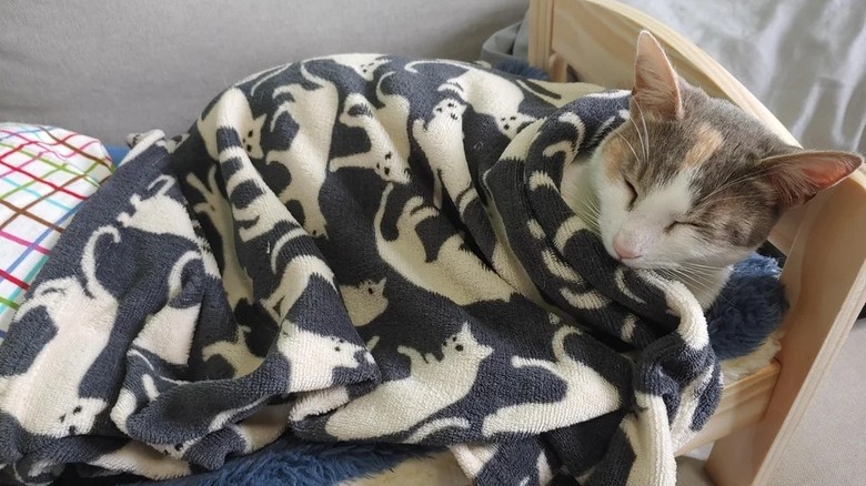 cat sleeps on tiny cat-sized bed under cat-print blanket