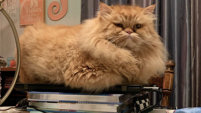 a fluffy Persian cat sitting on a stack of books and a closed laptop.