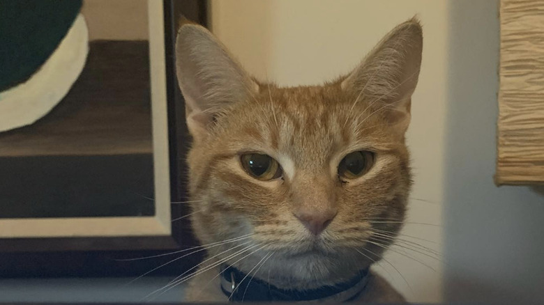 a cat giving a staredown over a laptop screen.