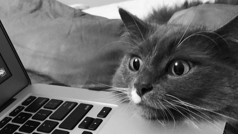 a cat staring intently with its chin on a laptop.