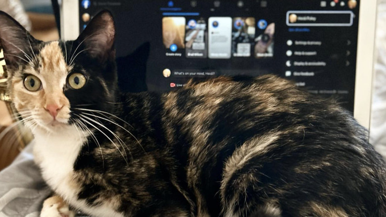 a cat lying on an open laptop.