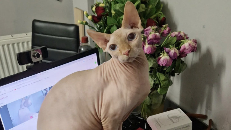 a cat sitting proudly on an open laptop.