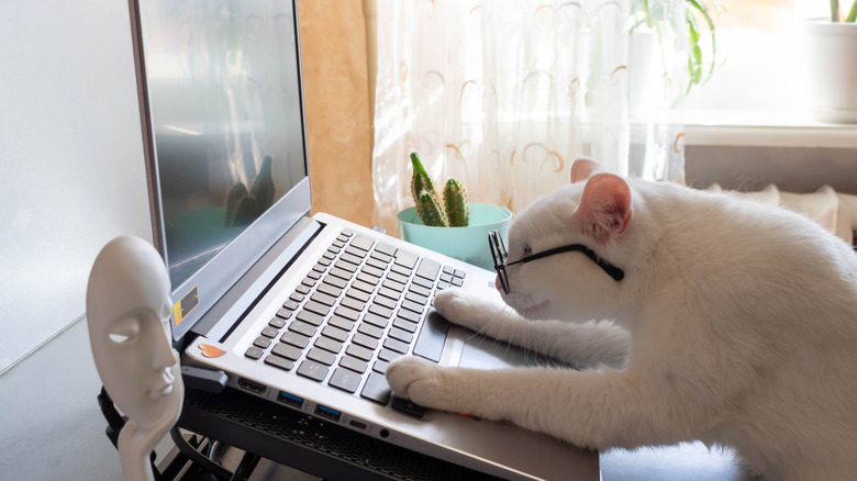 Cat on a laptop