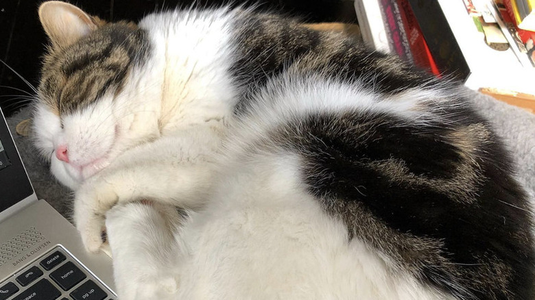 a cat sleeping curled up on a laptop.