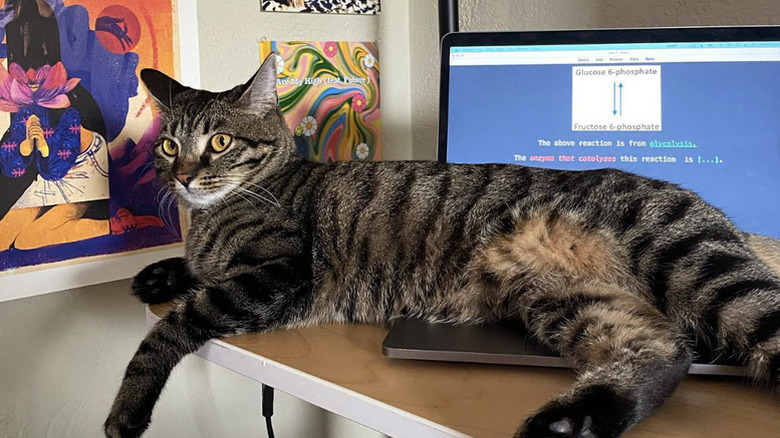 a cat lounging on an open laptop.