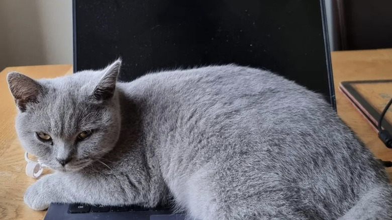 a sleek gray cat lying on an open laptop.