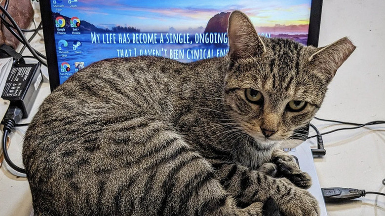 a cat curled up on an open laptop.
