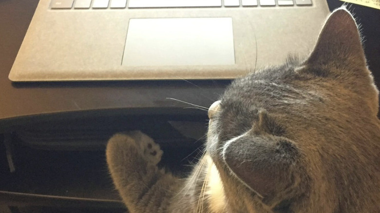 a cat sitting in front of a laptop.