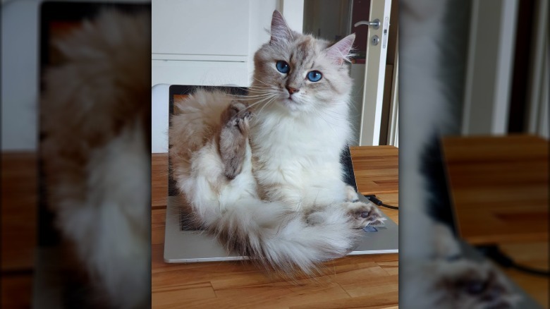 a cat sitting on an open laptop with its hind leg raised.