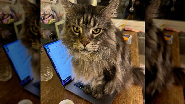 a cat sittin on an open laptop with an angry look on its face.