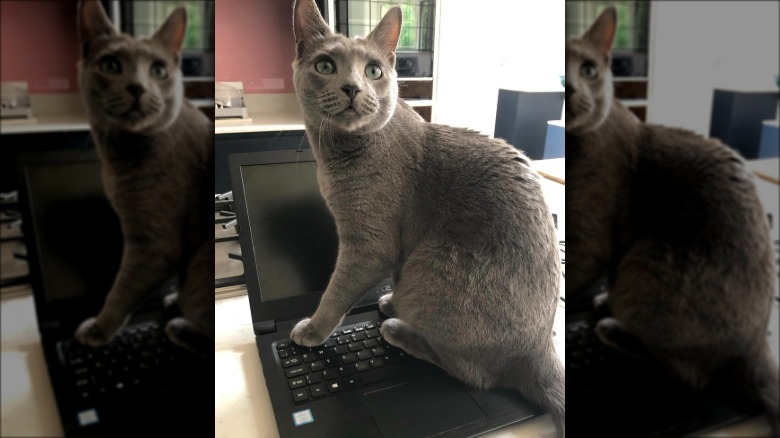 a gray cat sitting on an open laptop.