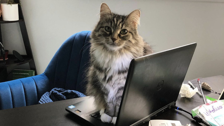 a cat sitting daintily on an open laptop.