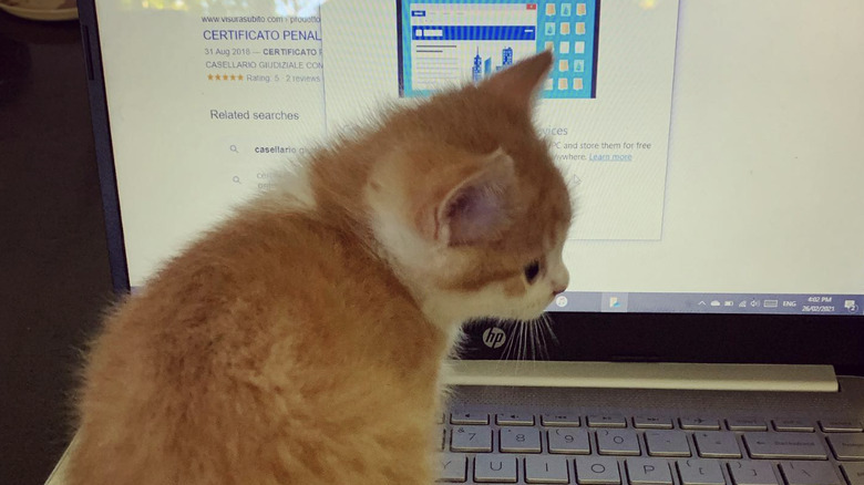 an orange kitten sitting on an open laptop.