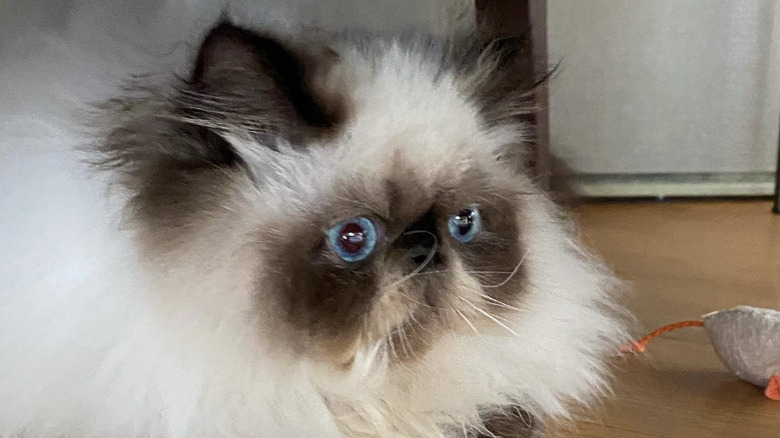 a fluffy gray and white cat with two mouse toys.