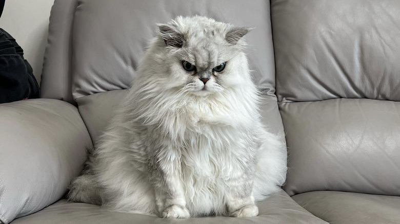a light gray fluffy cat sitting on a light gray leather couch.