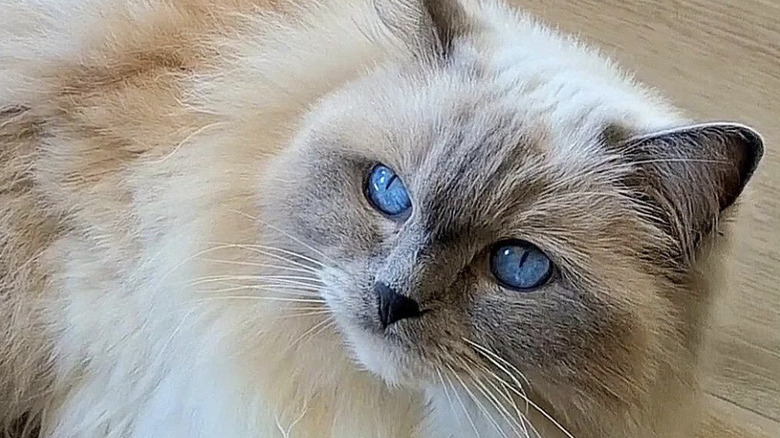 a fluffy cat lying on the floor.