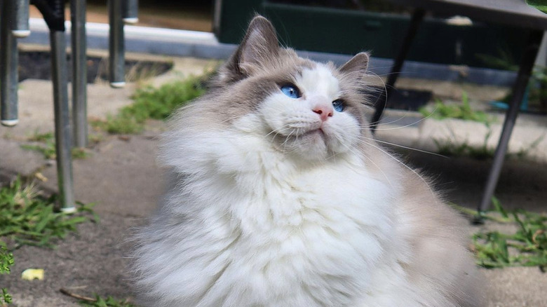a photo of a fluffy white and gray cat.