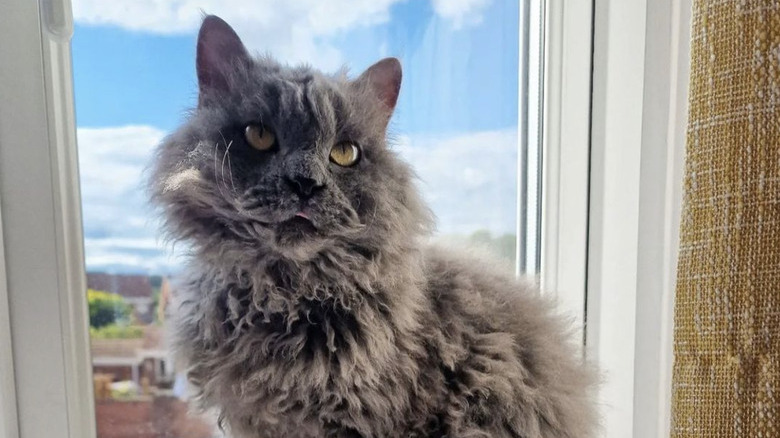 a photo of an amber eyed fluffy cat sitting by a window.
