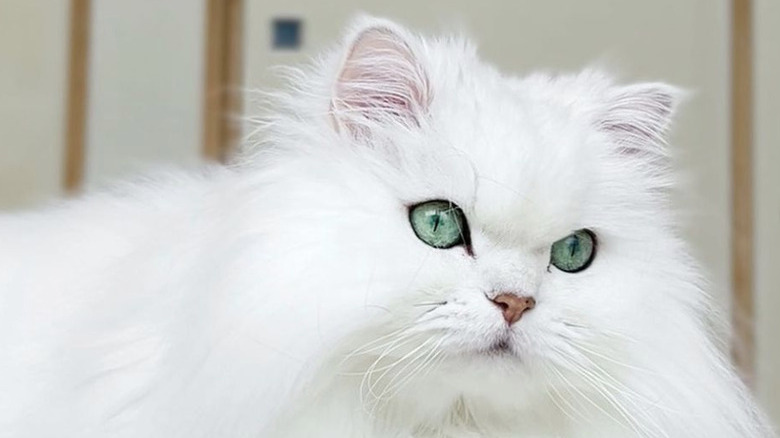 a photo of a fluffy white cat with green eyes.