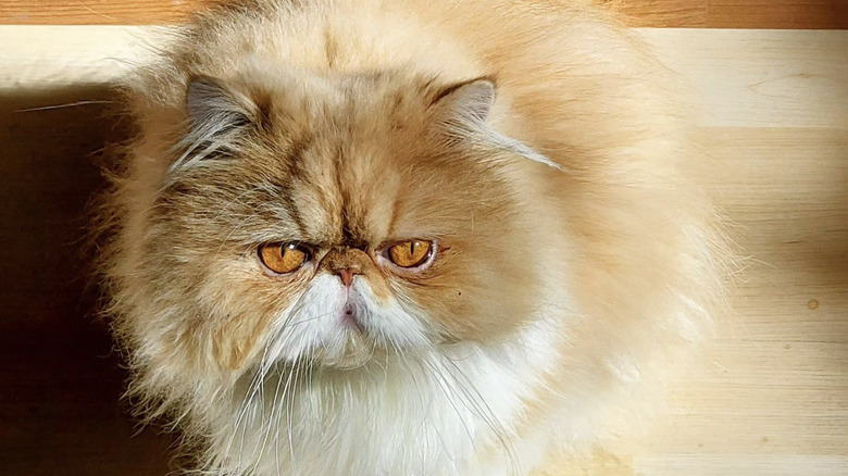 a fluffy orange and white cat looking extra grumpy.
