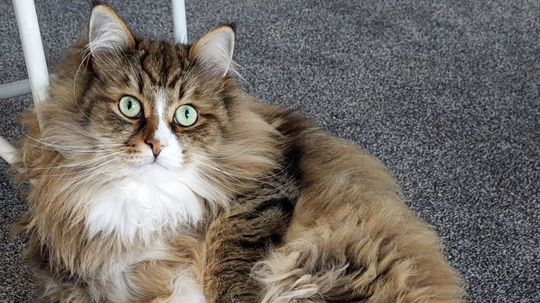 a photo of a super fluffy cat leaning against a stool.