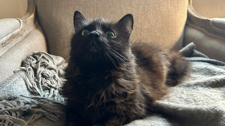 a fluffy black cat sitting on a blanket.