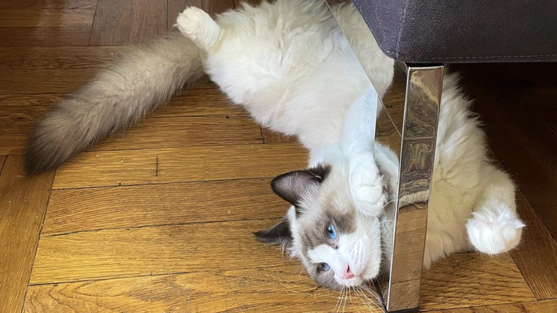 a cat with a perfectly fluffy tail lying by a couch leg.