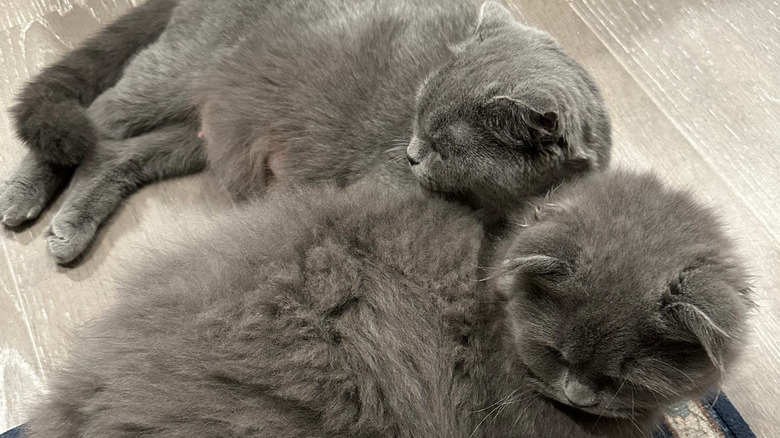 one gray cat cuddled up to a fluffier gray cat.