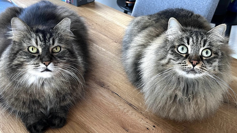 two fluffy gray cats sitting next to each other on a table.