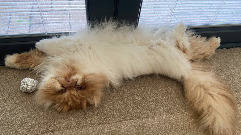 a fluffy cat lying on its back and exposing its belly.
