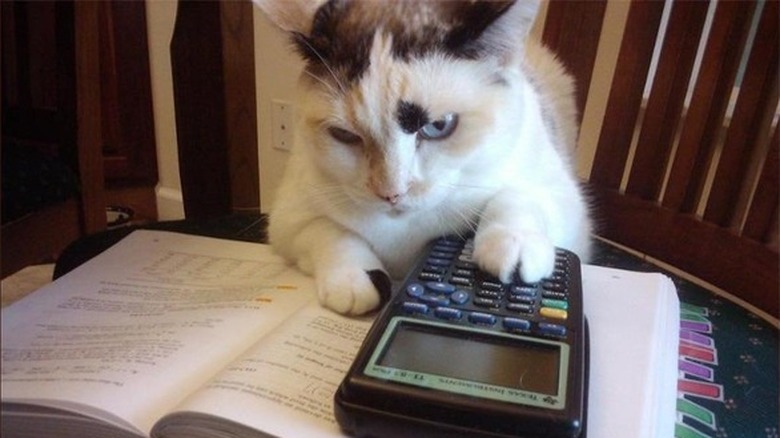 Cat resting their paw on a graphing calculator while laying on top of an open textbook