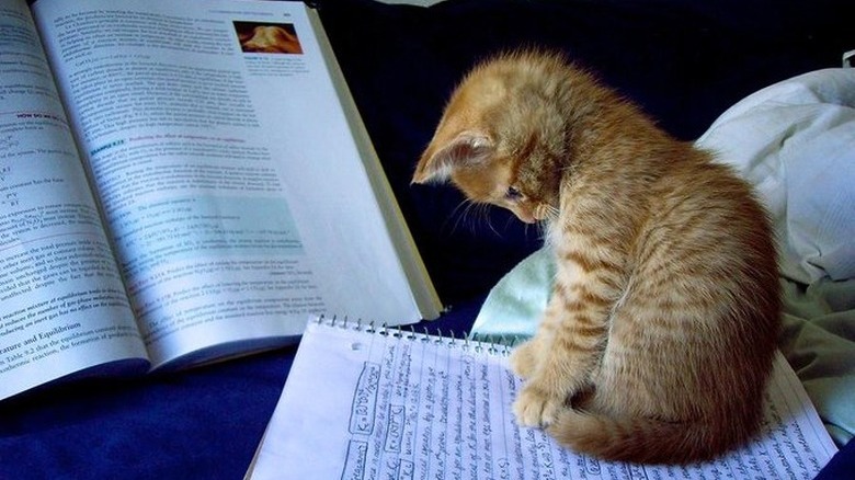 Kitten sitting on a spiral notebook, looking down at a page of handwritten notes, with a highlighted textbook in the background.