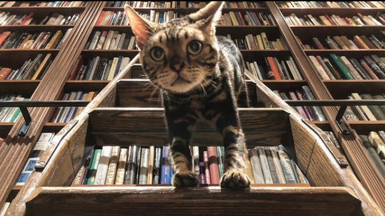 A cat is standing on two rungs of the ladder.
