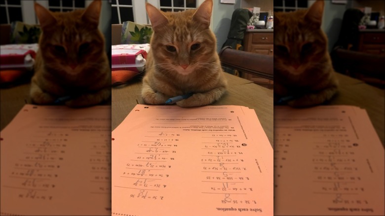 Cat laying on a table. The cat's arms are curled and a pen is tucked into their paws. It is looking at a sheet of math homework.