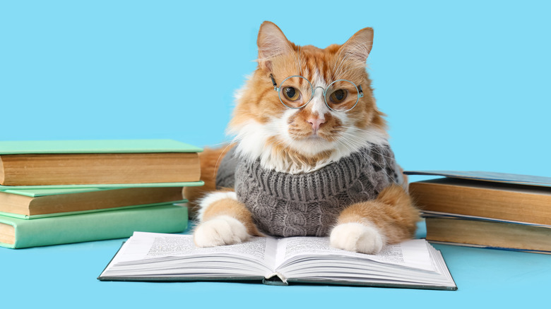 Cat wearing glasses and studying