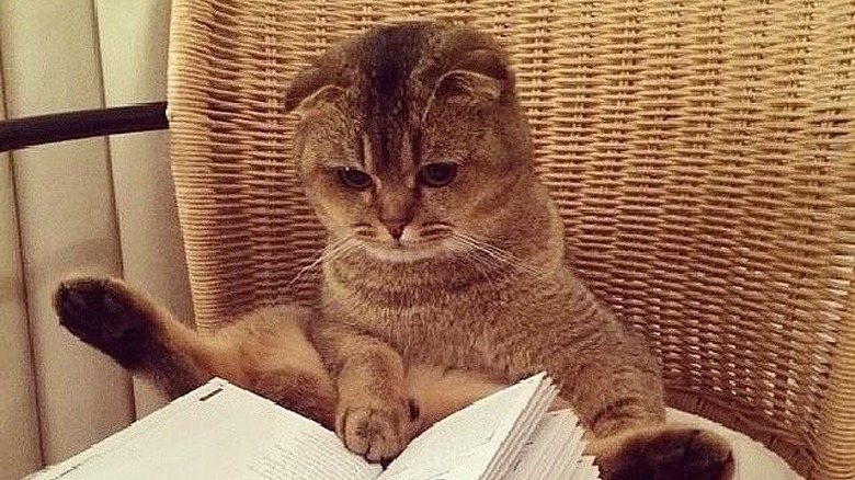 Cat with small ears sitting weirdly akimbo on a wicker chair. An open book rests on the chair in front of the cat, who has one front paw on a page and two back legs splayed out on either side of the book.