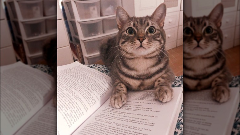 Striped cat with large eyes resting their front paws on an open book and staring.