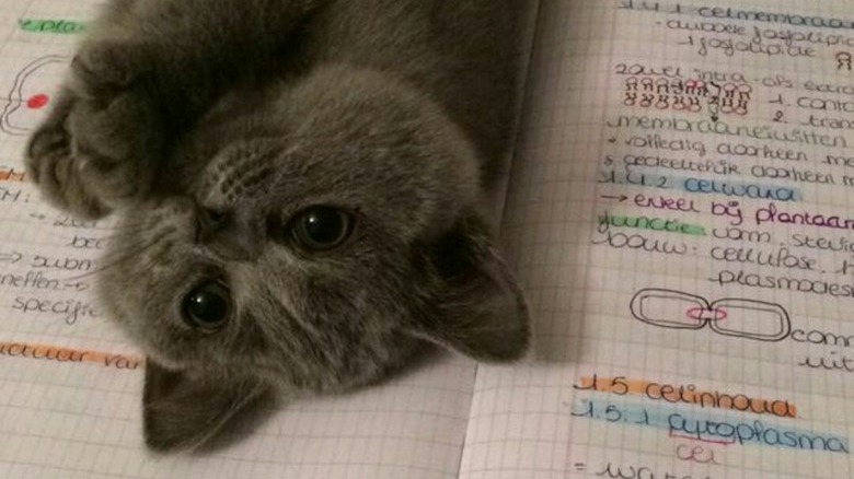 Cat lying on their side on top of handwritten notes and a binder