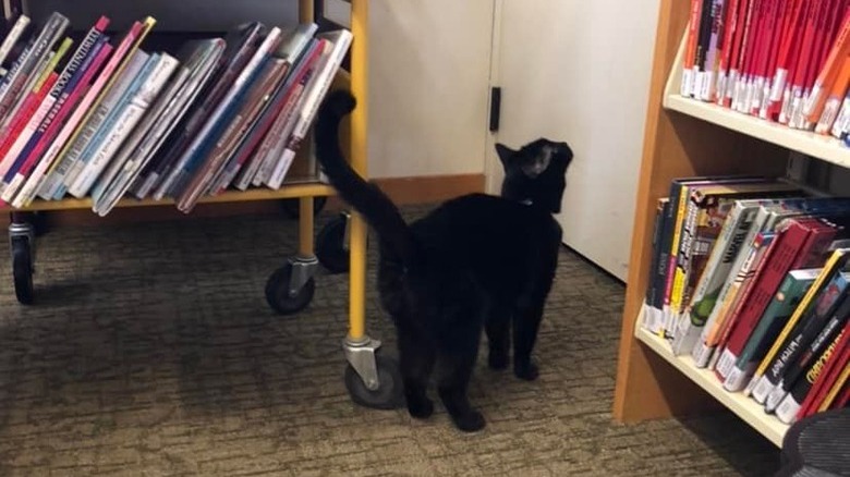 Black cat standing next to library bookshelves.