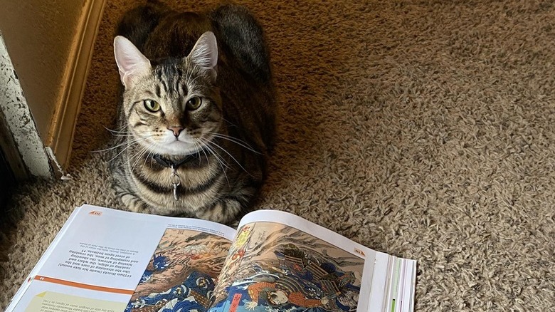 Striped cat lying in front of the cat is an open history textbook with a colorful illustration.