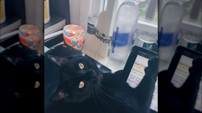 Black cat with one paw on a computer tablet. Behind the cat on a desk are a water bottle and a candle.