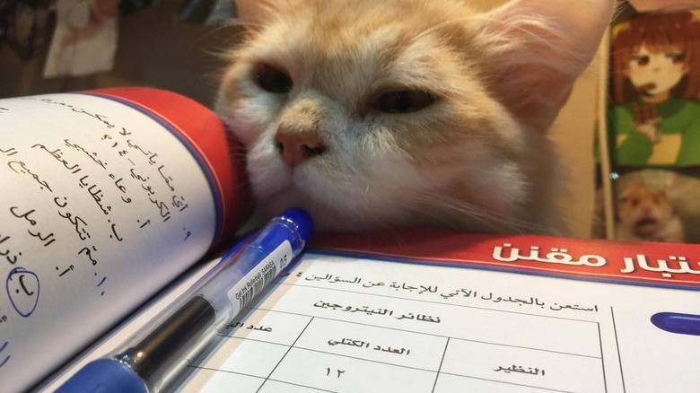 Open textbook with a pen resting on top and a kitten peering over the edge of the book.