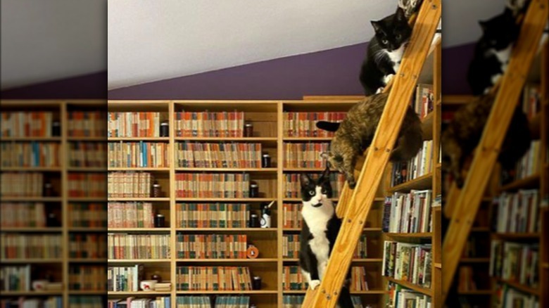 A bookshelf ladder rests against one shelf and three cats are sitting on the ladder.