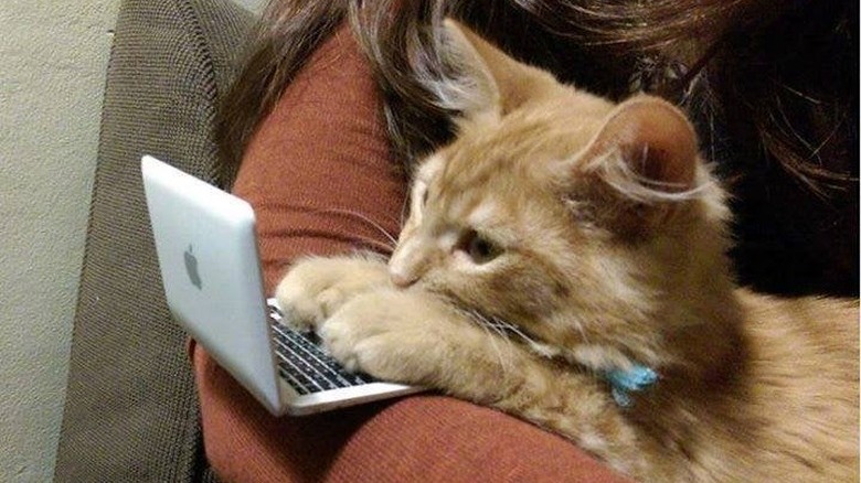 Kitten with their paws resting on the keyboard of a tiny laptop. The kitten is resting in the crook of a person's arm.