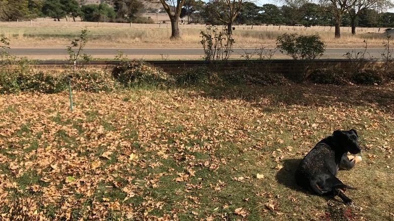 Dusty dog laying on lawn covered with leaves