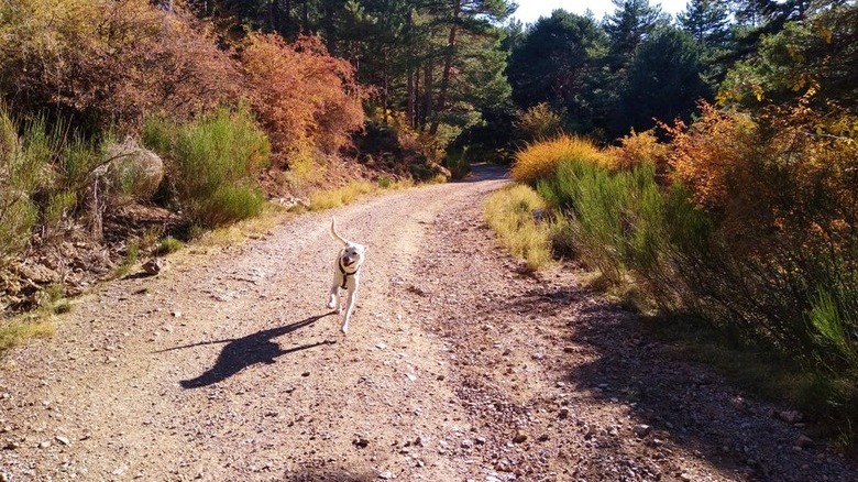 Dog running on a dirt path in autumn