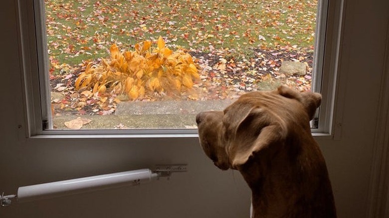 Dog looking out door at pile of leaves