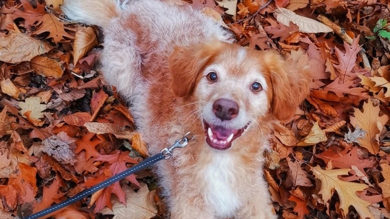 Dog laying in fall leaves