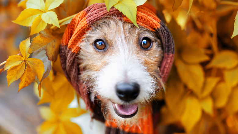 A dog with a scarf wrapped around its head enjoying the autumn leaves