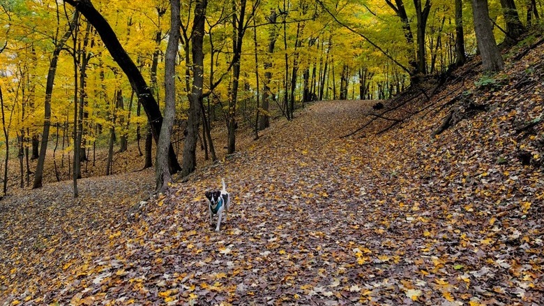 Dog walking in autumn forest